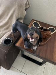 Lost Male Dog last seen Roaring Springs dr OR Train tracks near breen, Houston, TX 77064