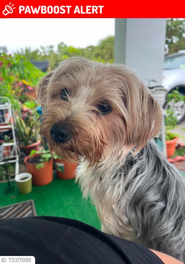 Lost Female Dog last seen By 17th and 18th st, West Palm Beach, FL 33407