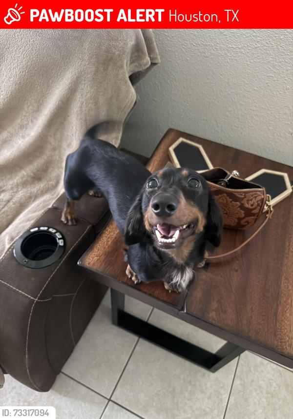 Lost Male Dog last seen Roaring Springs dr OR Train tracks near breen, Houston, TX 77064