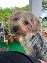Lost Female Dog last seen By 17th and 18th st, West Palm Beach, FL 33407