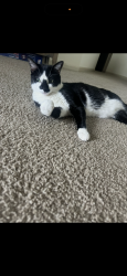 Reunited Male Cat last seen Dommerich, Maitland, FL 32751