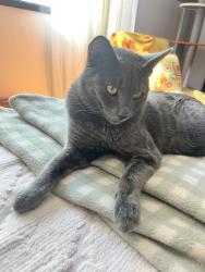 Lost Male Cat last seen Parkers street & Strawberries, Gladstone, OR 97027