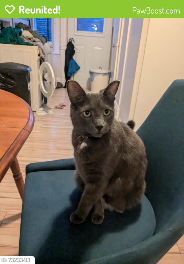 Reunited Male Cat last seen Near de normanville, Montréal, QC H2S 1N8