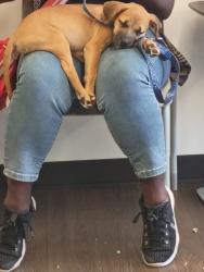 Shelter Stray Male Dog last seen Near Ponce De Leon, Atlanta, GA, 1251 Fulton Industrial Blvd NW, Atlanta, GA 30336, USA