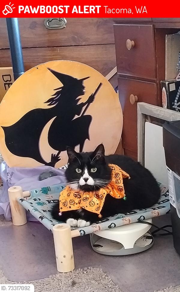 Lost Male Cat last seen S 76th St & Pacific/ Yakima, Tacoma, WA 98408