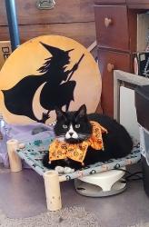 Lost Male Cat last seen S 76th St & Pacific/ Yakima, Tacoma, WA 98408