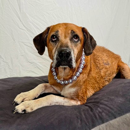 Shelter Stray Female Dog last seen S Chester St, Gastonia, NC, 1491 Business Park Ct, Gastonia, NC 28052, USA