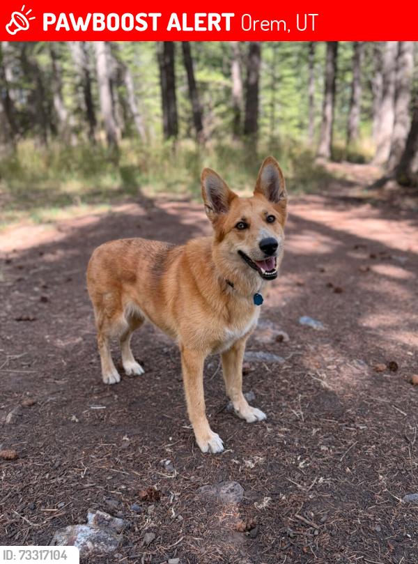 Lost Female Dog last seen McDonald's on 800 N, Orem, UT 84057