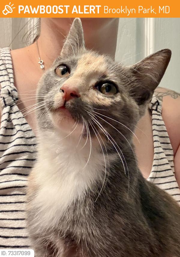 Found/Stray Female Cat last seen Patrick Henry & Church, Brooklyn Park, MD 21225