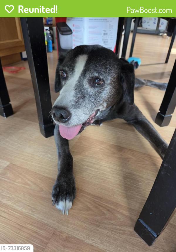 Reunited Female Dog last seen Michigan Ave and Ravenswood Rd, Port Huron, MI 48060