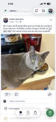 Lost Male Cat last seen Upon ests, Virginia Beach, VA 23454