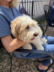Found/Stray Male Dog last seen Catherine st, Plymouth Meeting, PA 19462