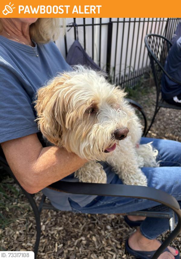Found/Stray Male Dog last seen Catherine st, Plymouth Meeting, PA 19462