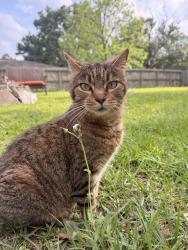 Lost Male Cat last seen Angleton Recreation Center, Angleton, TX 77515