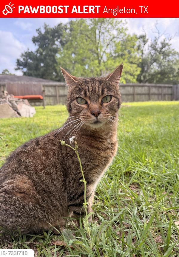 Lost Male Cat last seen Angleton Recreation Center, Angleton, TX 77515