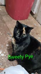 Lost Female Cat last seen Hwy 16, French Settlement, LA 70733