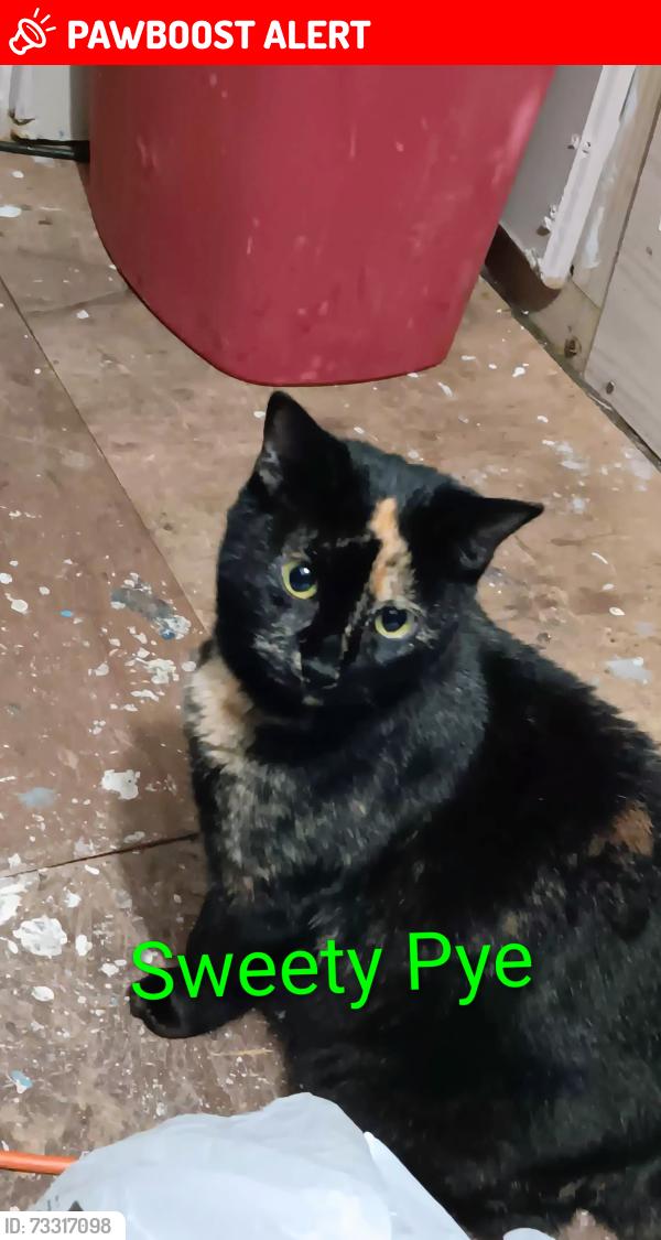 Lost Female Cat last seen Hwy 16, French Settlement, LA 70733