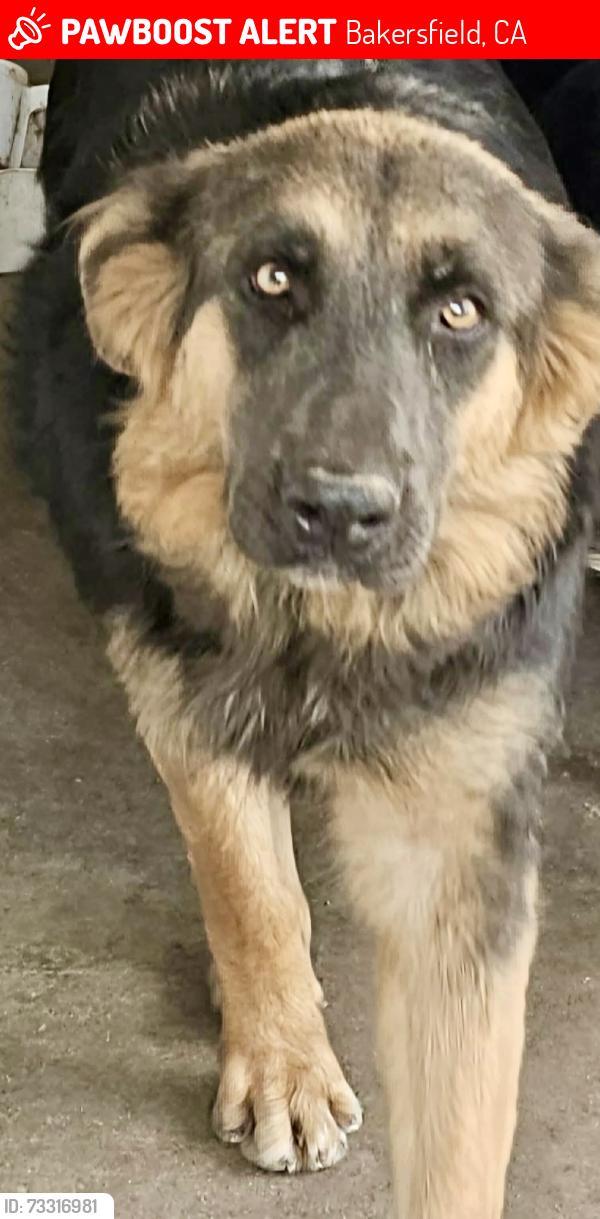 Lost Female Dog last seen Planz rd and Chester ave, Bakersfield, CA 93304