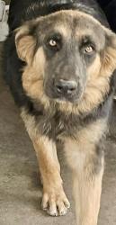 Lost Female Dog last seen Planz rd and Chester ave, Bakersfield, CA 93304