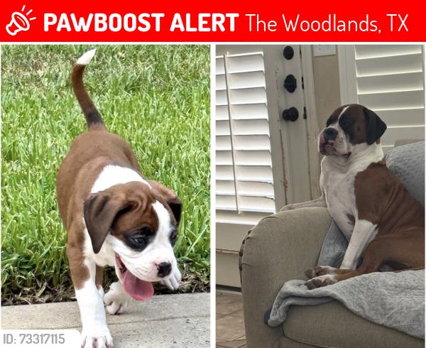 Lost Female Dog last seen Near valero, The Woodlands, TX 77381