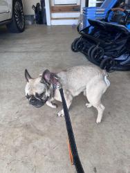 Found/Stray Male Dog last seen Hereford Court and Holcomb Bridge Dr, Harpers Mill, VA 23112