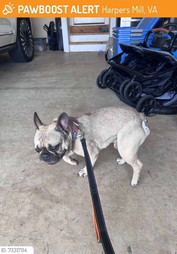 Found/Stray Male Dog last seen Hereford Court and Holcomb Bridge Dr, Harpers Mill, VA 23112