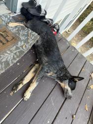Found/Stray Unknown Dog last seen Flint hill road, Bessemer, AL 35111