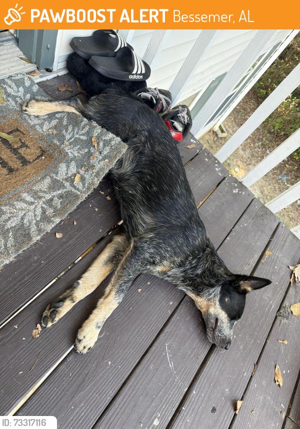 Found/Stray Unknown Dog last seen Flint hill road, Bessemer, AL 35111