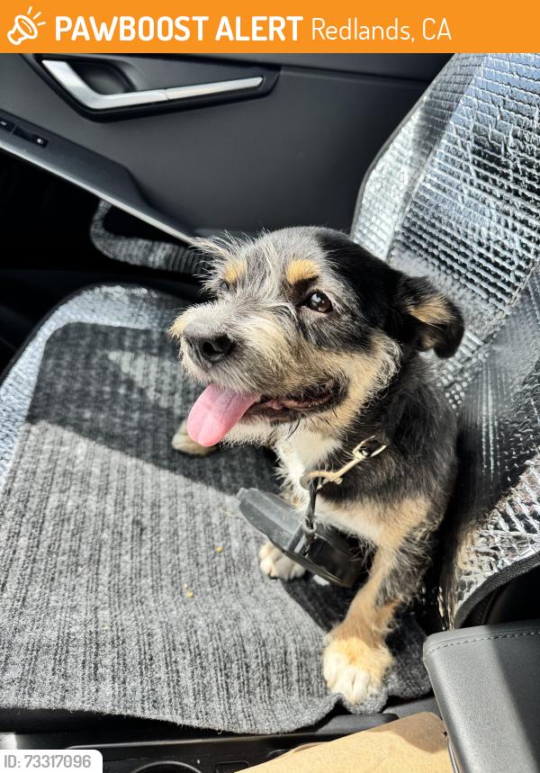 Found/Stray Female Dog last seen Iowa St, Redlands, CA 92373