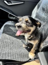 Found/Stray Female Dog last seen Iowa St, Redlands, CA 92373