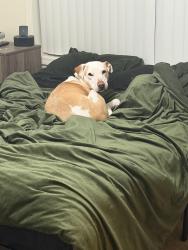 Reunited Female Dog last seen RDU airport, Morrisville, NC 27560
