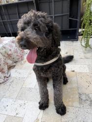 Found/Stray Male Dog last seen 149th and 36th st, West End, FL 33185