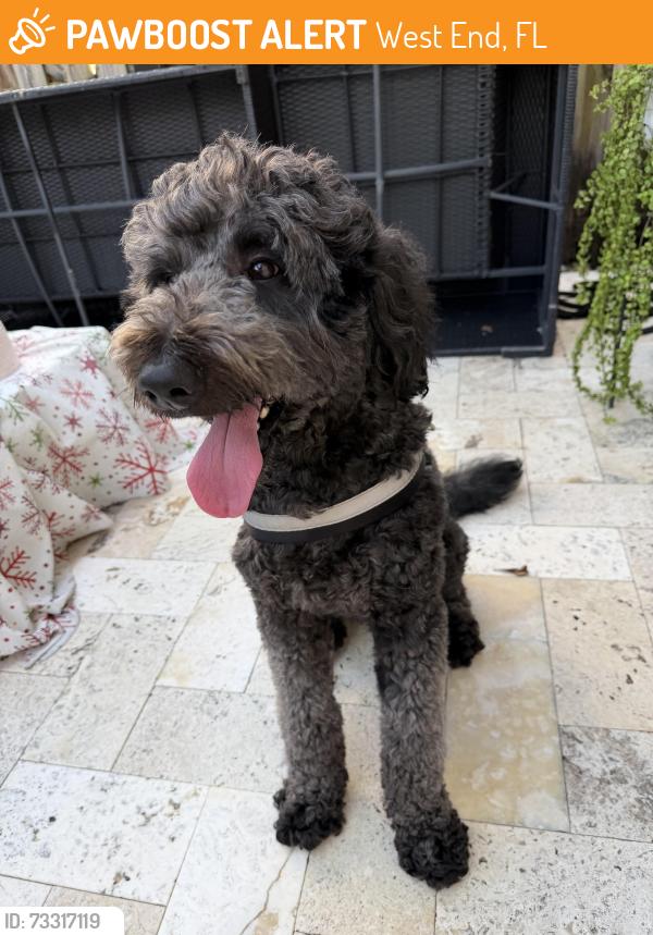 Found/Stray Male Dog last seen 149th and 36th st, West End, FL 33185