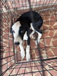 Reunited Female Dog last seen TJCA grammar, Forest City, NC 28043