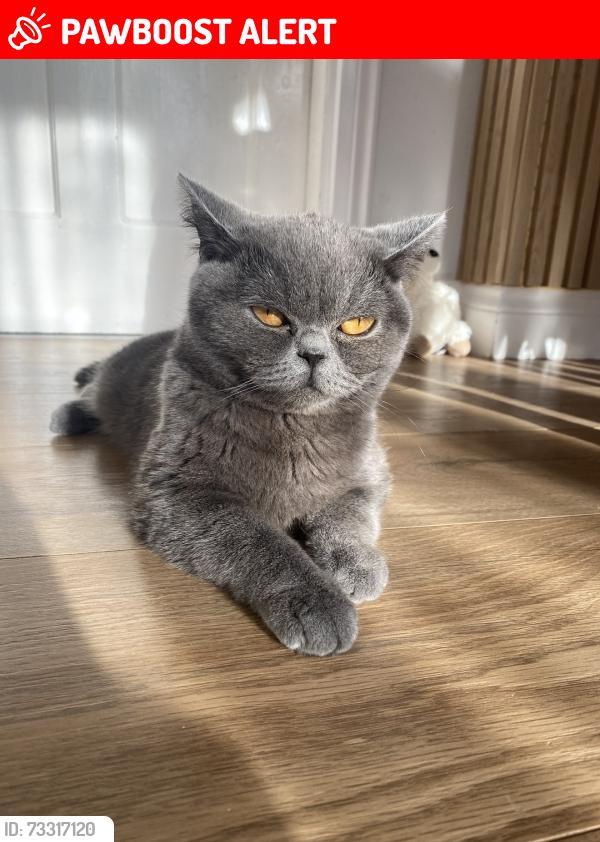 Lost Female Cat last seen Fortescue road, Greater London, England HA8 0HN