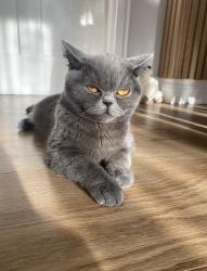 Lost Female Cat last seen Fortescue road, Greater London, England HA8 0HN