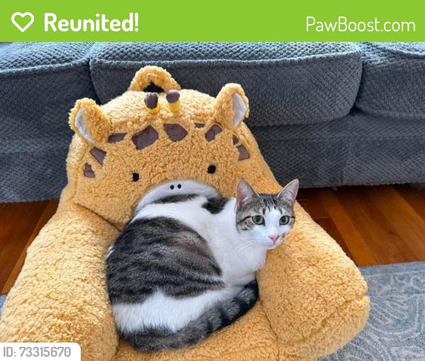 Reunited Female Cat last seen Boynton Rd, Medford, MA 02155