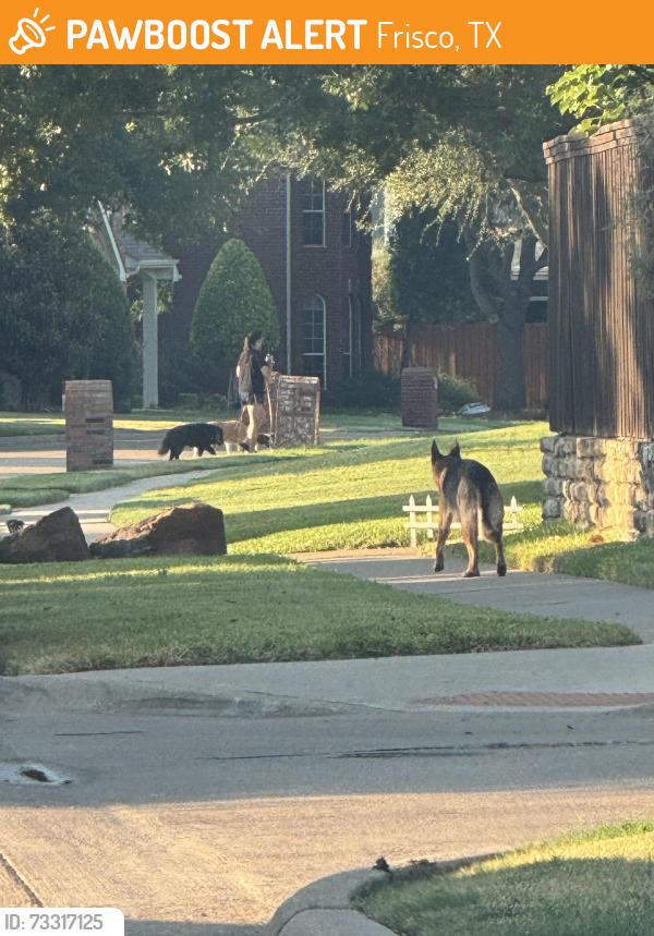 Found/Stray Unknown Dog last seen Wentworth, Frisco, TX 75035