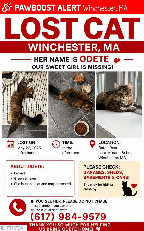 Lost Female Cat last seen Bates rd, Winchester, MA 01890
