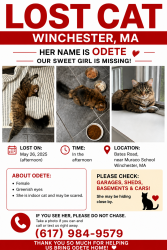 Lost Female Cat last seen Bates rd, Winchester, MA 01890