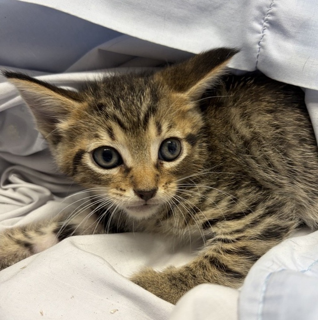 Shelter Stray Male Cat last seen Near Wilson Avenue, Escondido, CA, 92027, Escondido, CA 92027, USA