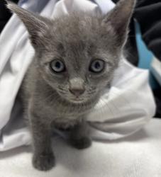 Shelter Stray Male Cat last seen Near Wilson Avenue, Escondido, CA, 92027, Escondido, CA 92027, USA