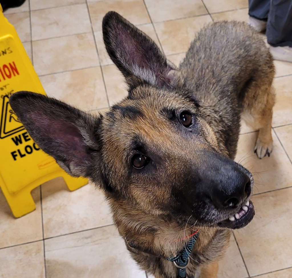 Shelter Stray Female Dog last seen Harrison/ 103rd Drive, PORTLAND, OR, 97216, 1700 W Historic Columbia River Hwy, Troutdale, OR 97060, USA
