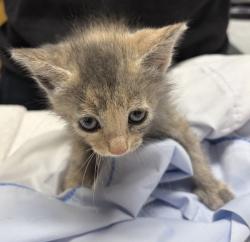 Shelter Stray Female Cat last seen Near Wilson Avenue, Escondido, CA, 92027, Escondido, CA 92027, USA