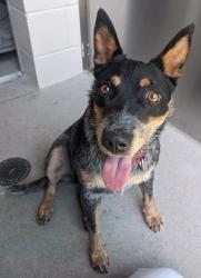 Shelter Stray Female Dog last seen Cuyamaca Street, El Cajon, CA, 92020, El Cajon, CA 92020, USA