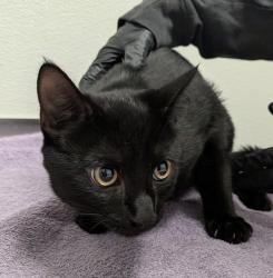 Shelter Stray Male Cat last seen Near Kelly Street, San Diego, CA, 92111, 5500 Gaines St, San Diego, CA 92110, USA