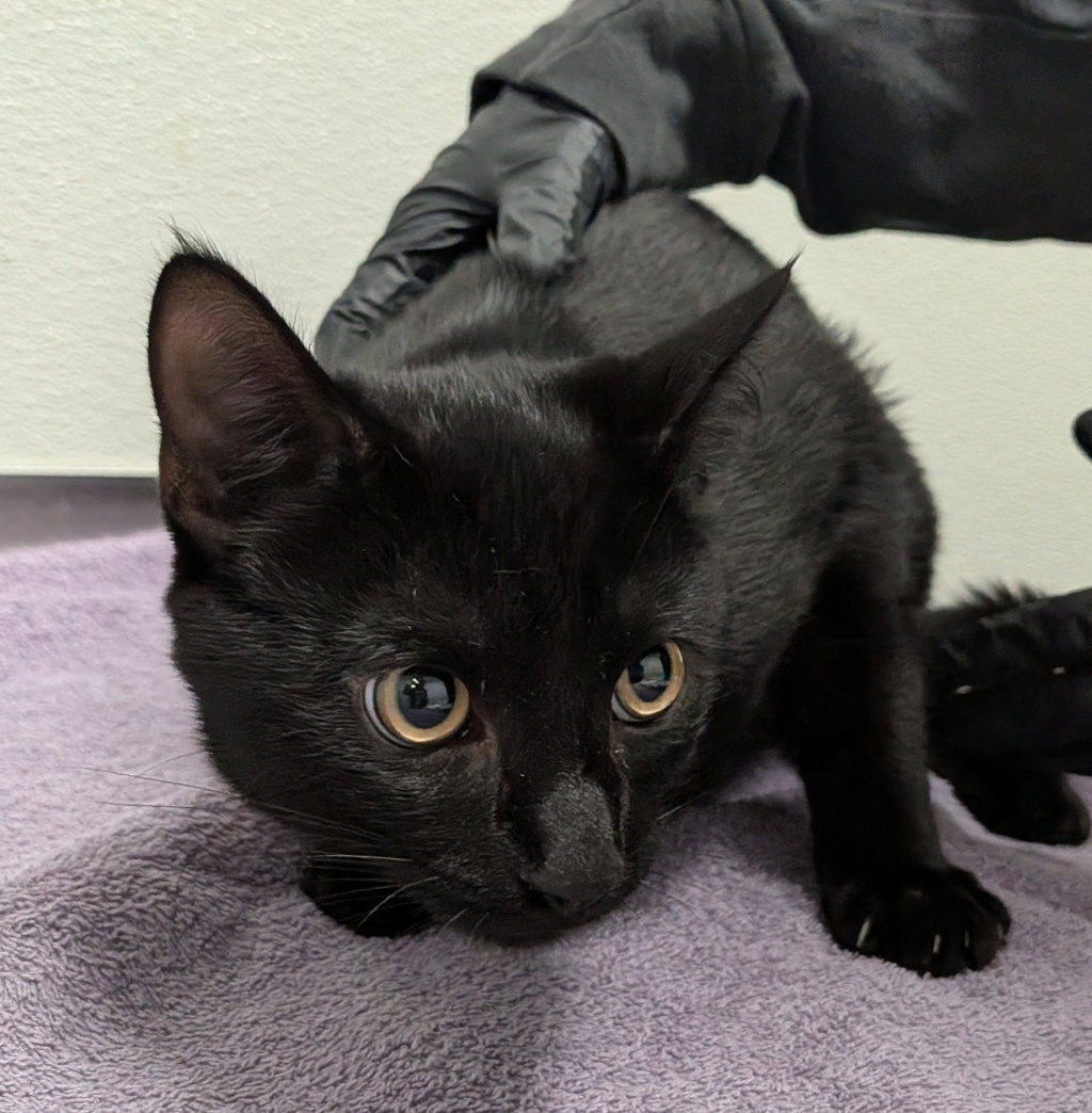 Shelter Stray Male Cat last seen Near Kelly Street, San Diego, CA, 92111, 5500 Gaines St, San Diego, CA 92110, USA