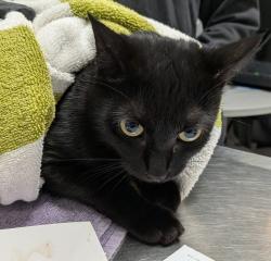 Shelter Stray Female Cat last seen Near Kelly Street, San Diego, CA, 92111, 5500 Gaines St, San Diego, CA 92110, USA