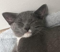 Shelter Stray Female Cat last seen SE Tolman and 91st, PORTLAND, OR, 97266, 1700 W Historic Columbia River Hwy, Troutdale, OR 97060, USA