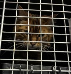 Shelter Stray Female Cat last seen 148th / Marine Drive, PORTLAND, OR, 97220, 1700 W Historic Columbia River Hwy, Troutdale, OR 97060, USA